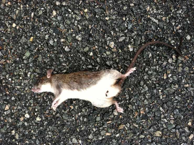 there is a small rat on the ground