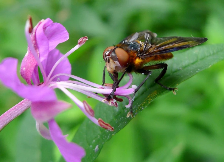 a fly sitting on a leaf next to a pink flower