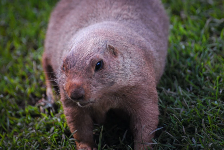 an animal standing in a grassy field next to some trees