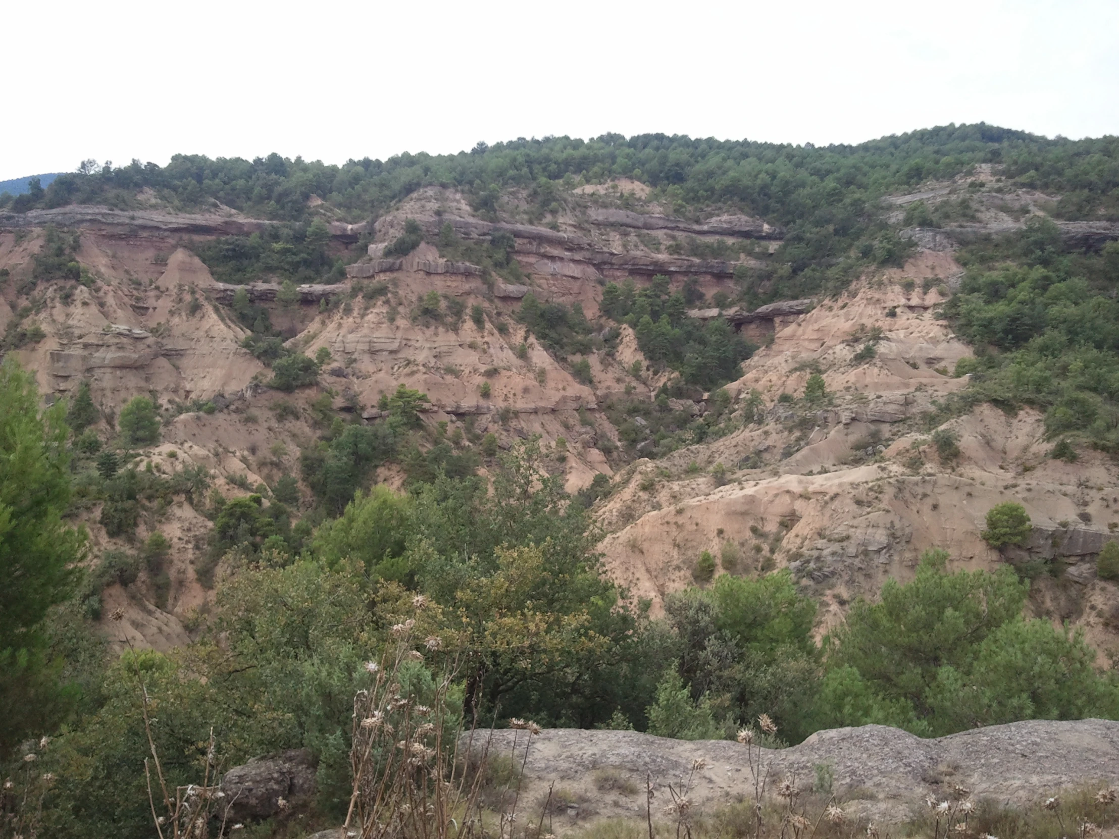 a forest is shown with sp trees near the cliffs