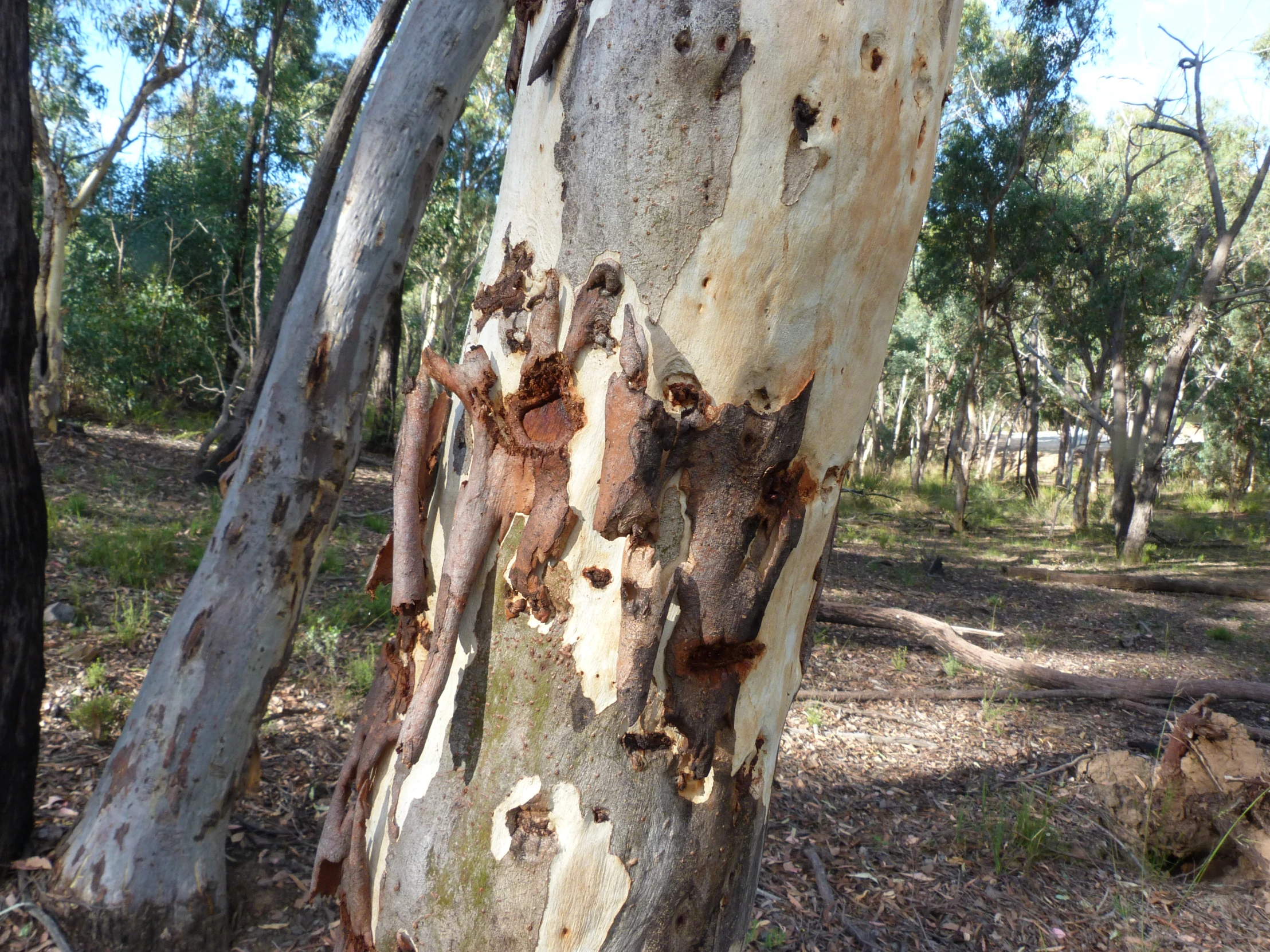 a large old tree with many faces carved into it