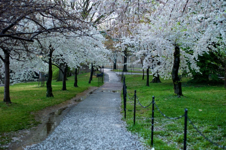 a path is flanked by blossoming trees in a park