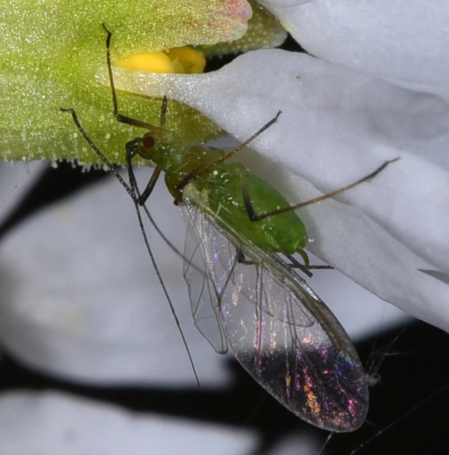 a close up of a fly resting on a leaf