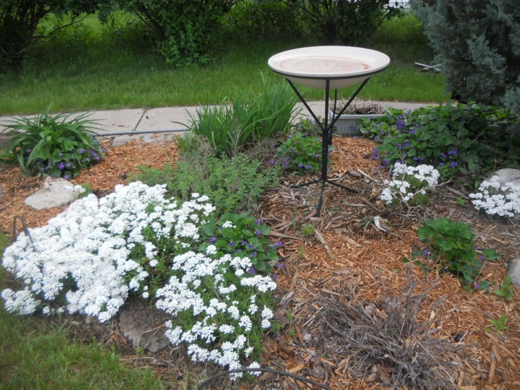 some white flowers and a bird bath in the middle