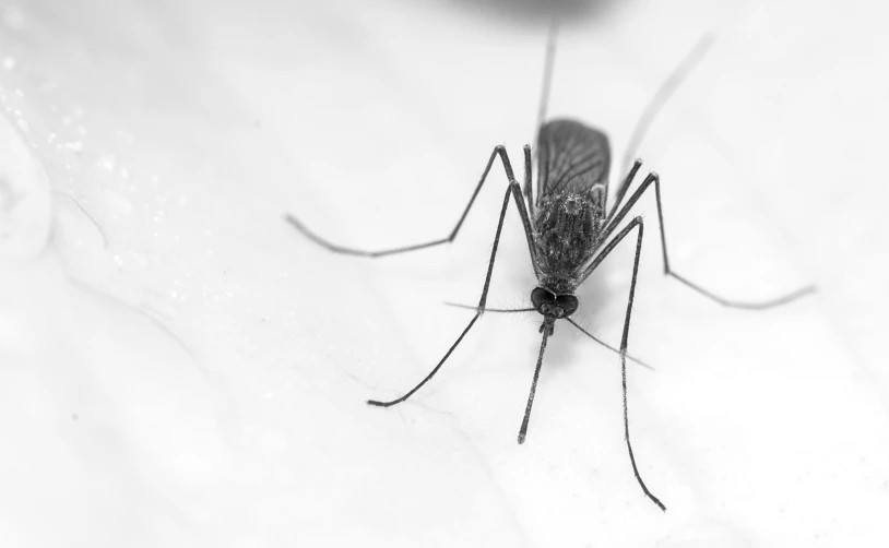 a black and white po of a mosquito