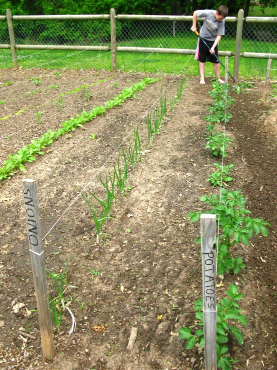 a person near a fence and some plants