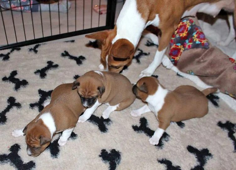 four puppies are huddled together in their pen