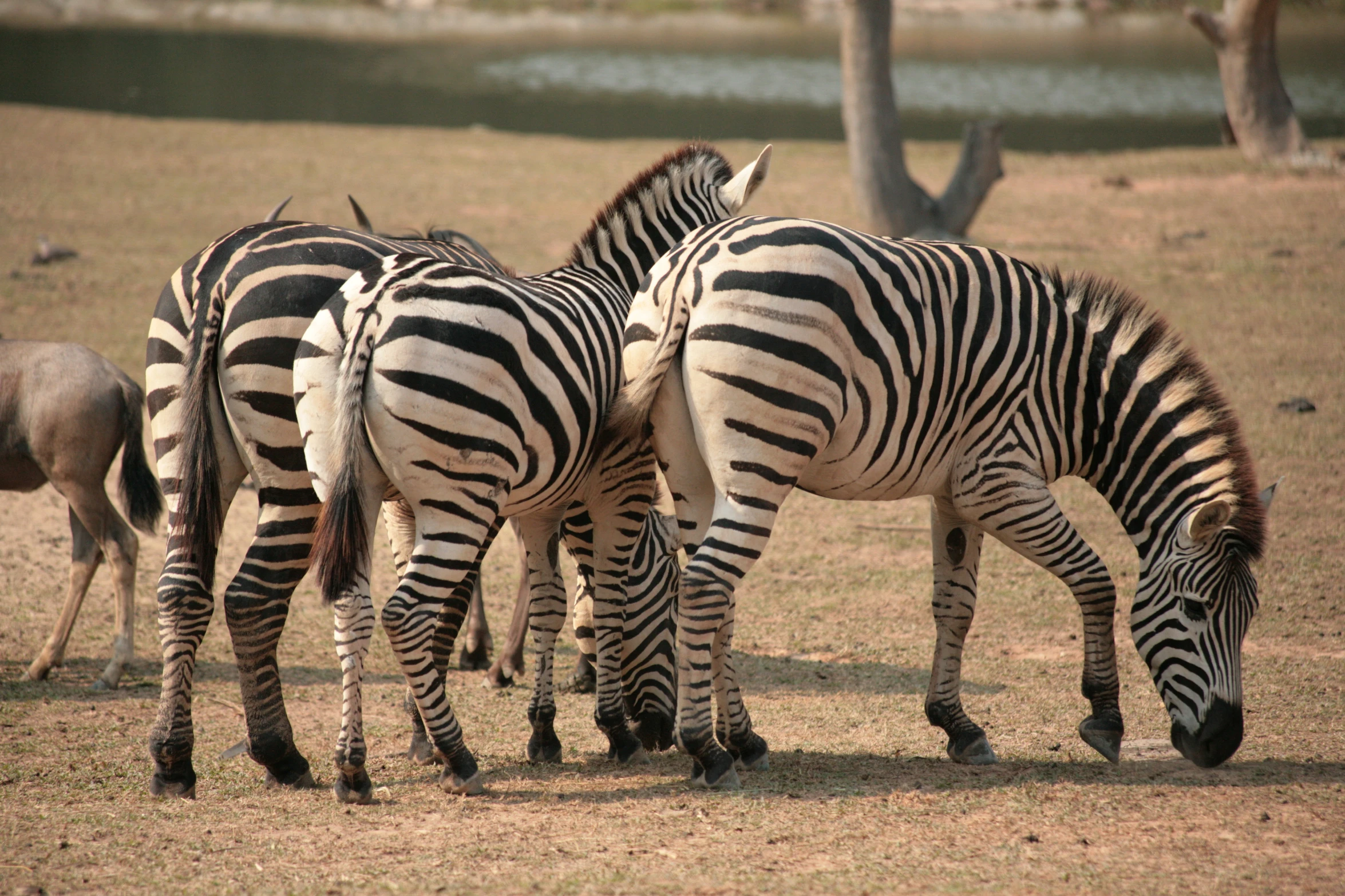 a group of zes is standing in the grass