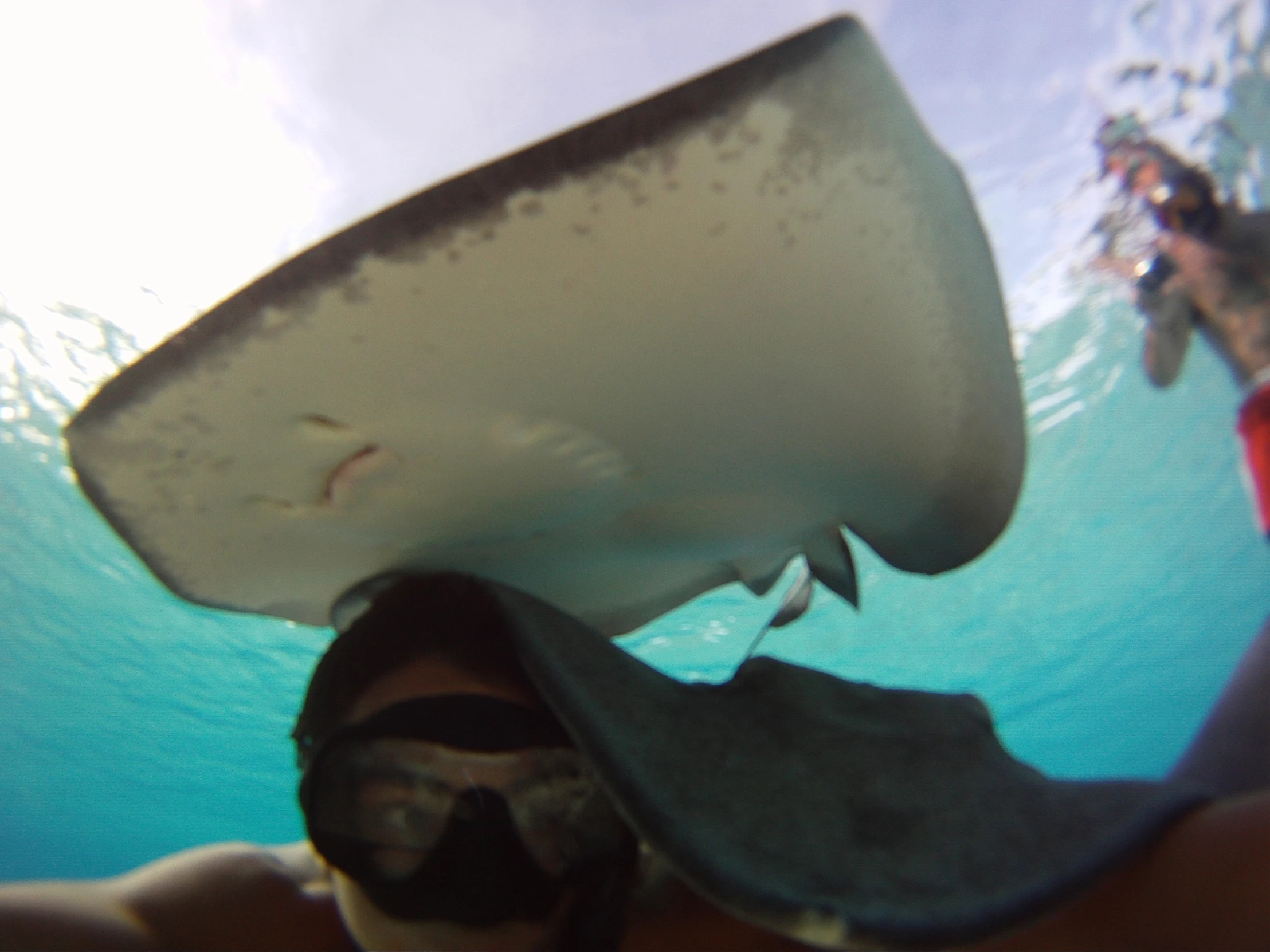 a close up view of a man under water with his shark