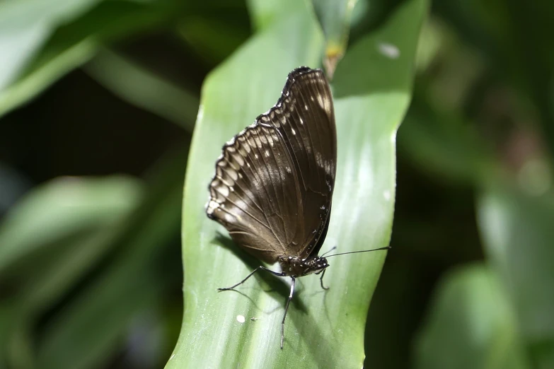 a brown erfly on some green leaves