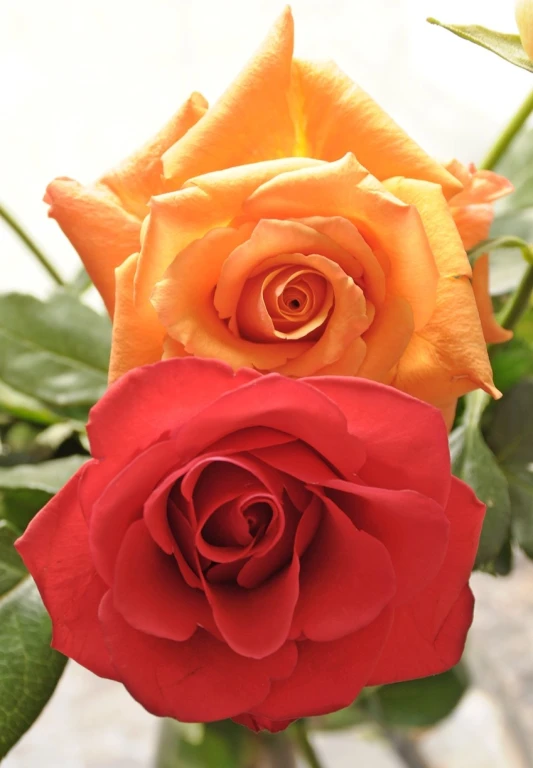 red and yellow roses with leaves on a nch