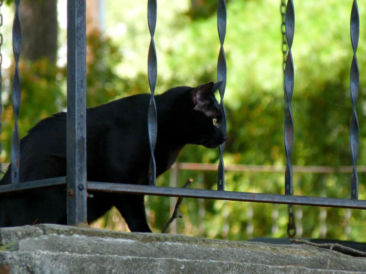 a black cat behind a chain link fence looking down