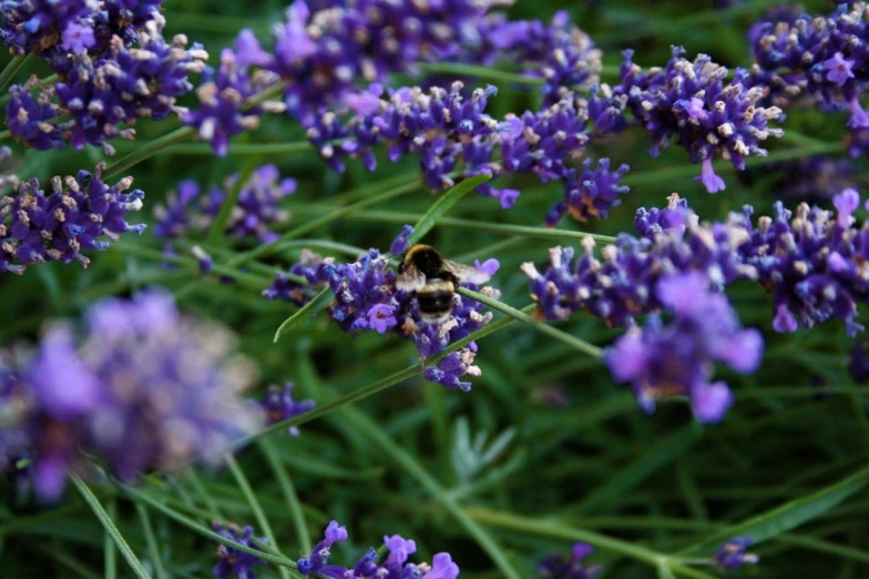 a bum is on purple flowers outside