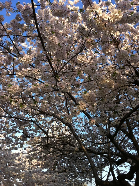 a cherry blossom tree near the grass on a sunny day