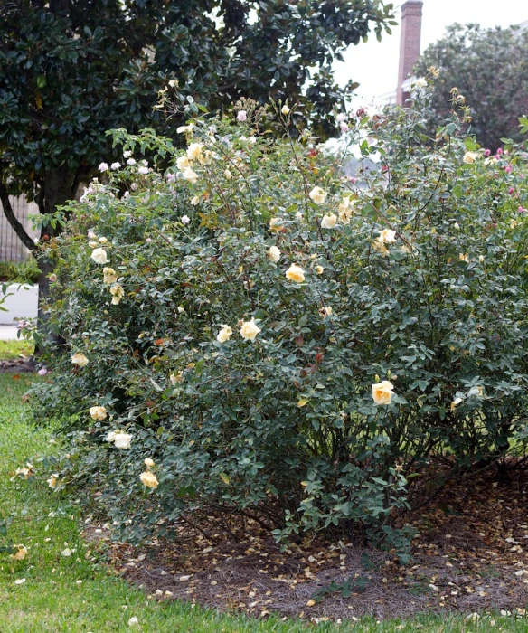 several yellow roses growing on a bush with a bench near by