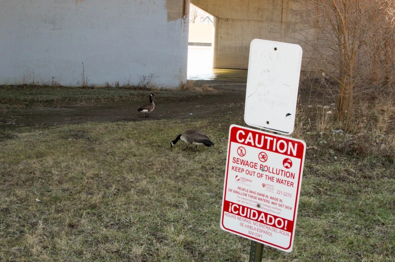 there is a sign warning of ducks or geese