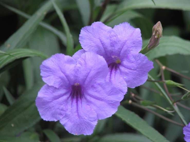 two purple flowers with green leaves around them