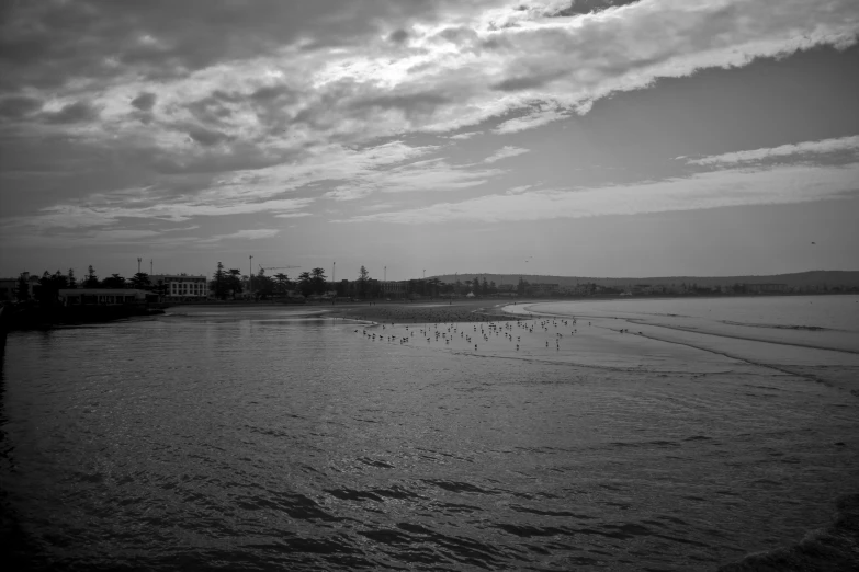 black and white po of water with birds walking on the surface