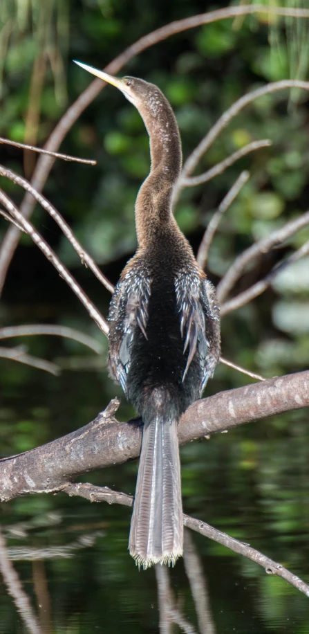 a small brown bird perched on a tree nch