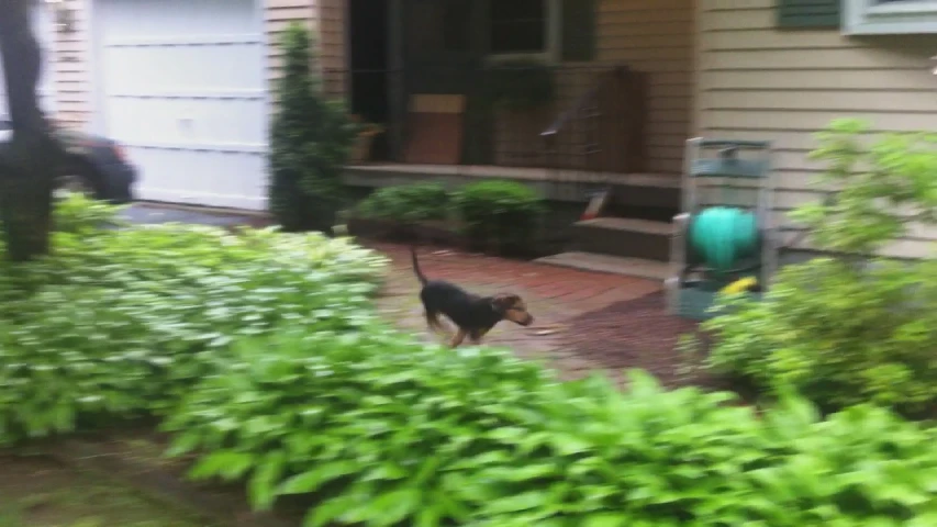 dog running in yard in front of house