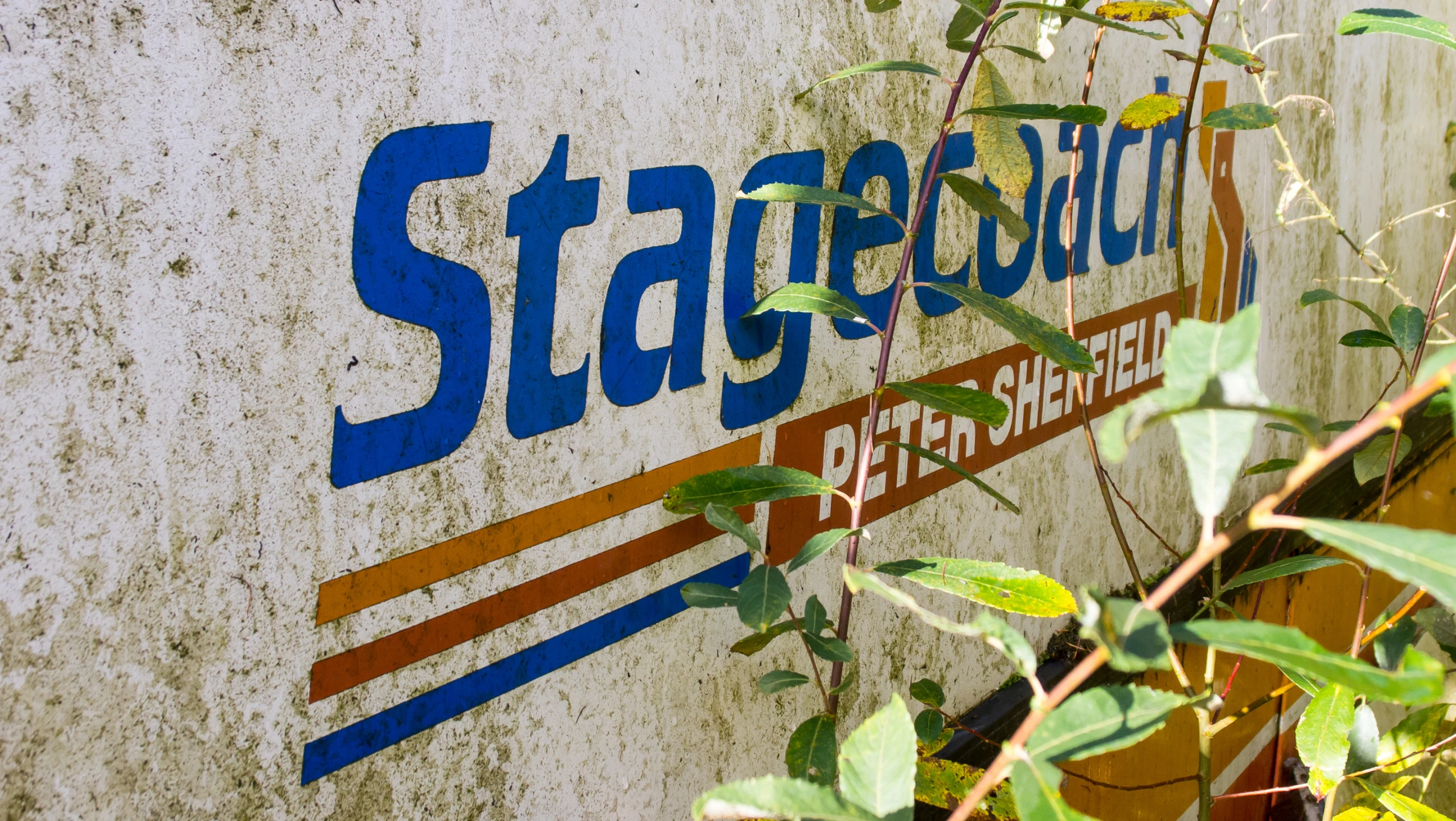 a close up of a wall with green plants