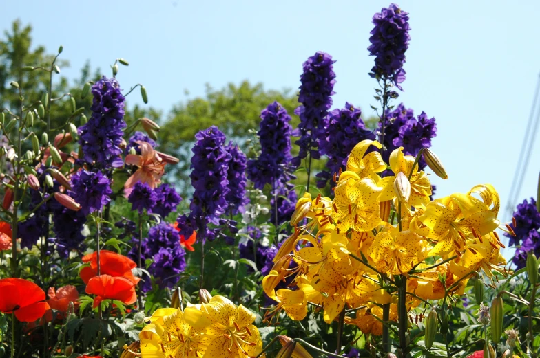 some colorful flowers and plants are in full bloom