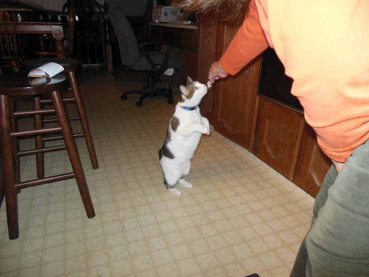 a cat standing up on its hind legs while a person pets it