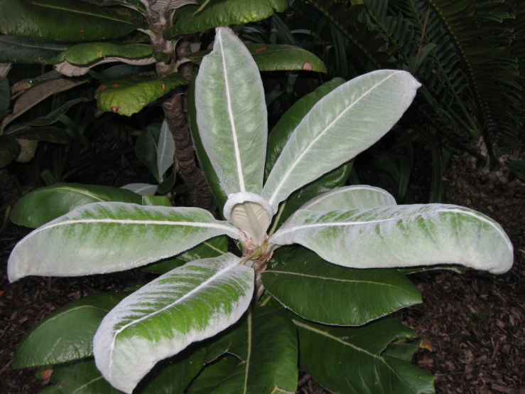 a green and white plant with leaves in the background