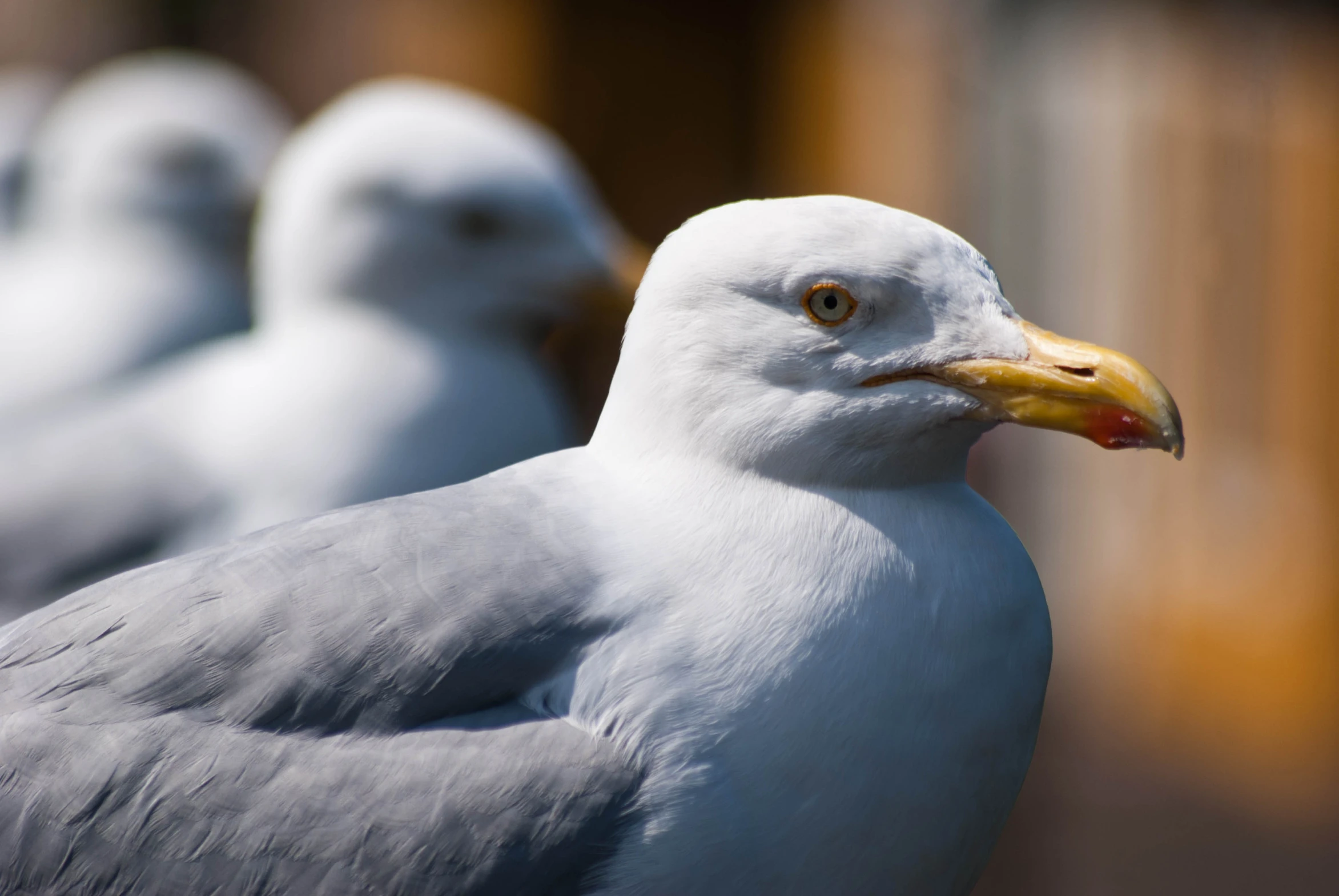 seagulls are standing near each other on the beach