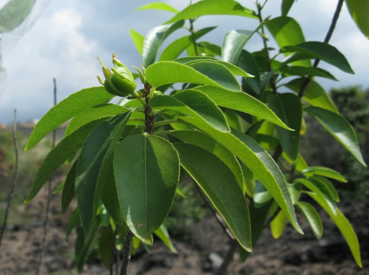 some green leaves are on a tree