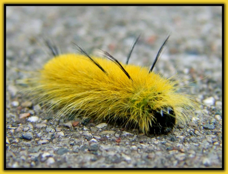 a yellow fuzzy caterpillar crawling on the ground