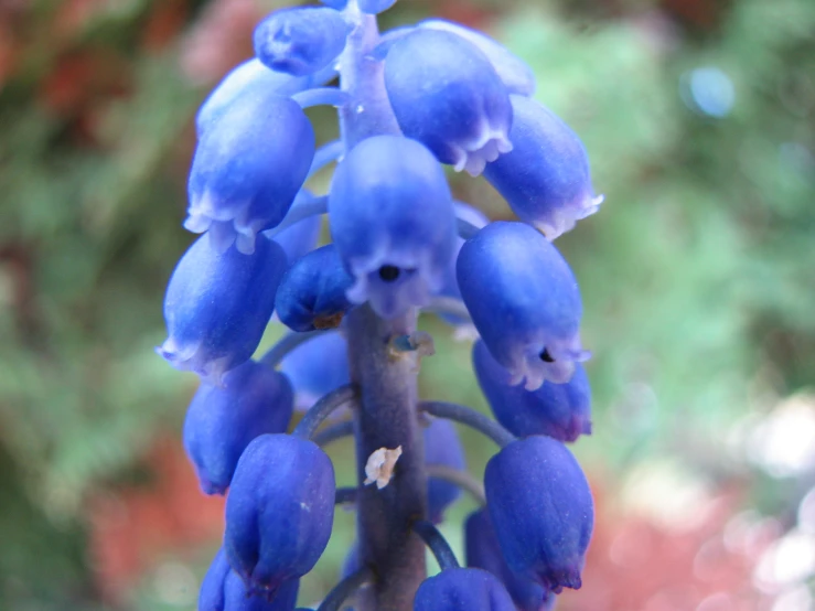 a blue flower with one tiny flower bud is seen