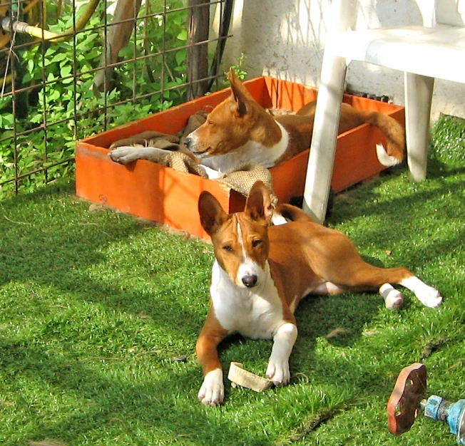 two brown and white dogs laying next to each other in a green yard