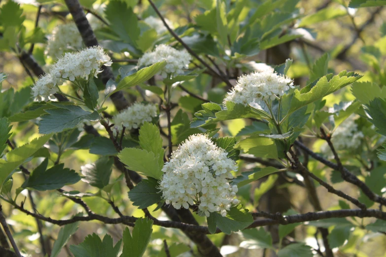 a white bush with a cluster of flowers on it