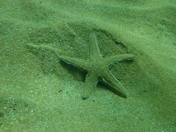 a starfish on green seaweed covered sandy beach
