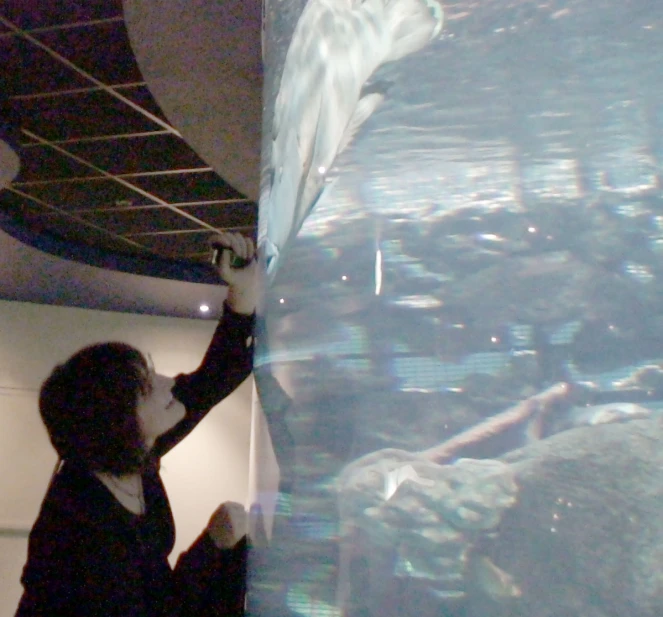 a person looking at the shark inside a big aquarium