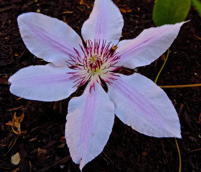 a small blue flower in the middle of some dirt