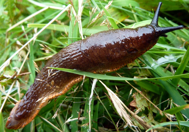 a slug crawls through the grass with rain on it