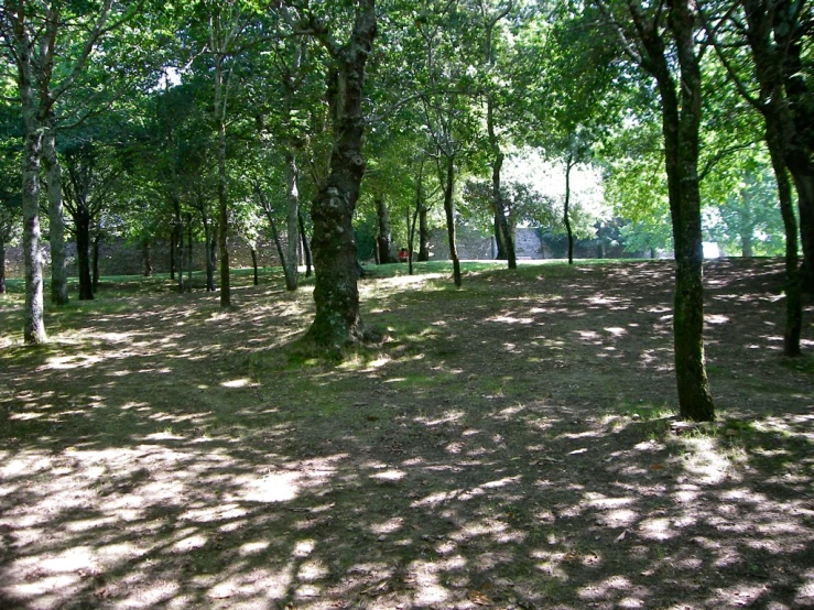 a park that has a lot of trees in it