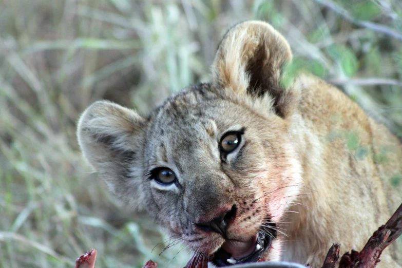 a small lion cub eating soing by some nches