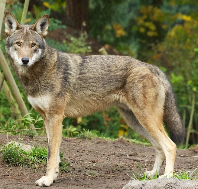 the brown wolf is standing alone in the dirt