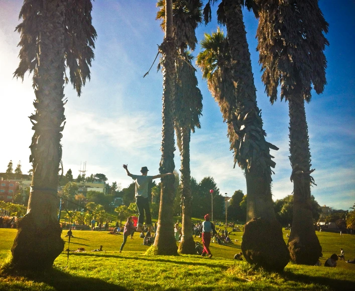 some tall palm trees a grassy field and a building