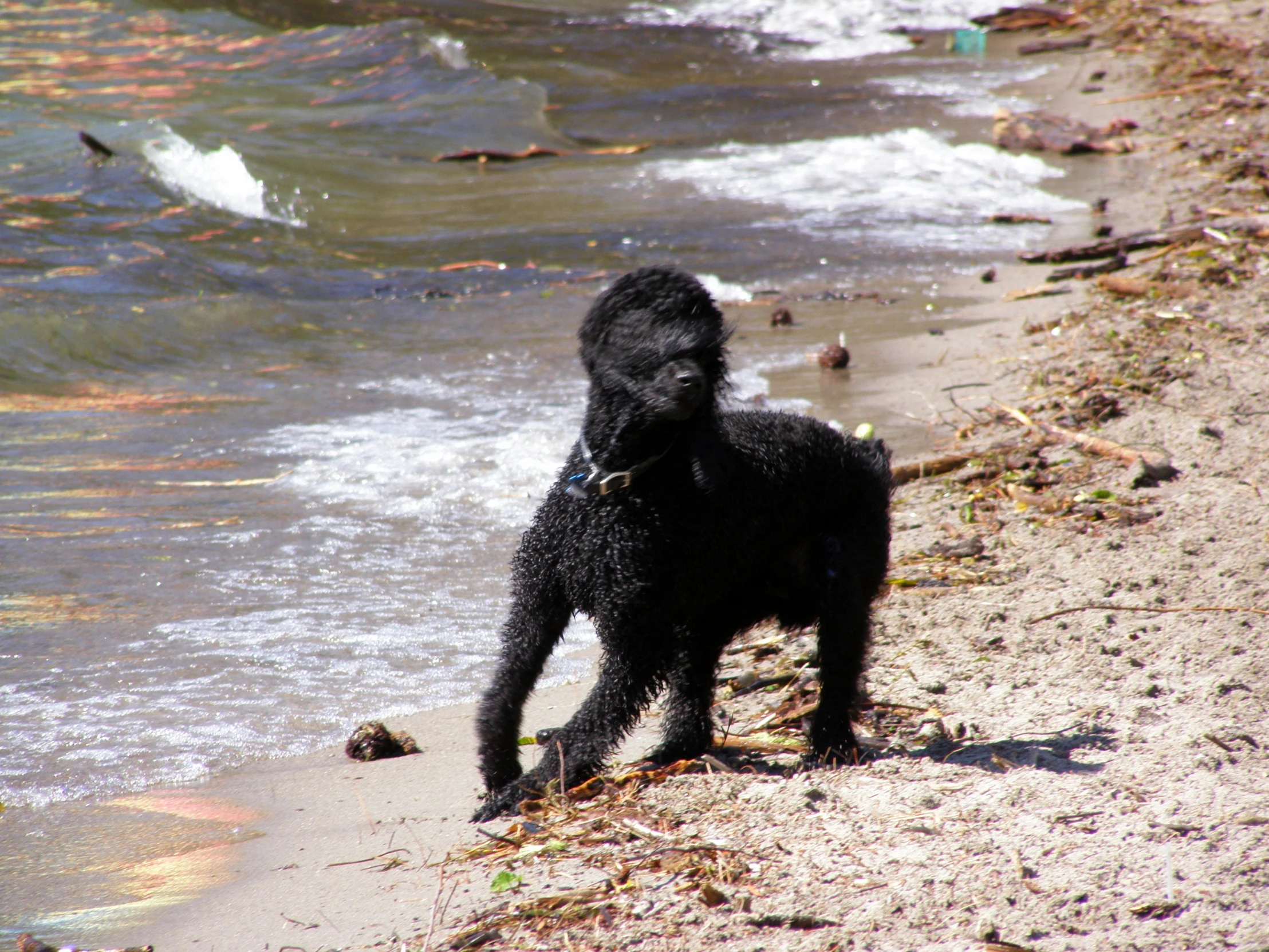 a dog standing on top of a sandy beach next to the ocean