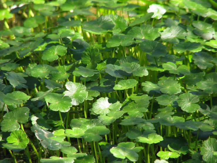 several leaves are standing in the water