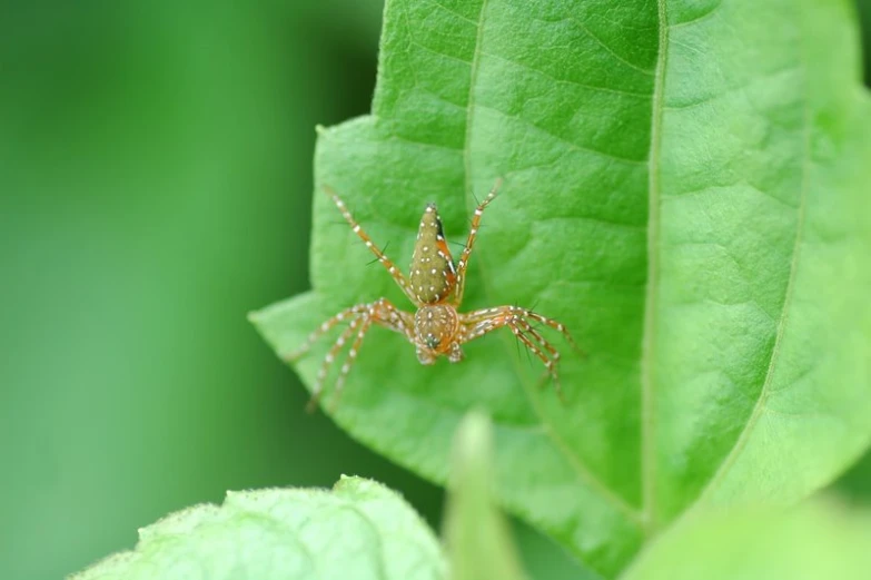 the large spider has four legs and is brown