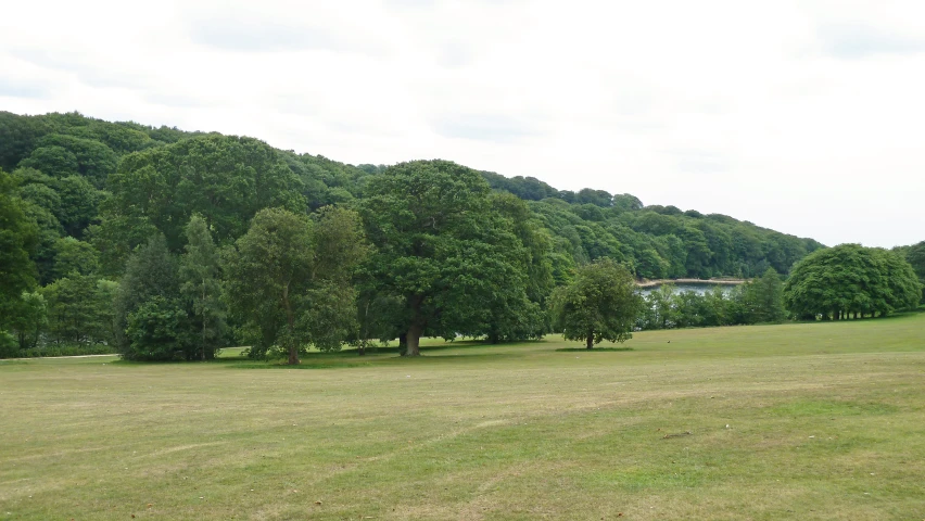 the green grass in front of a tree filled hillside