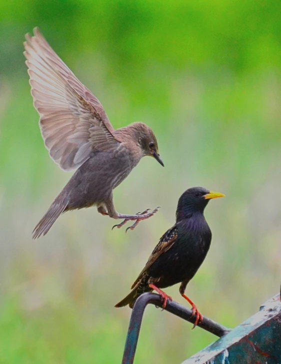 two small birds perched next to each other on a fence