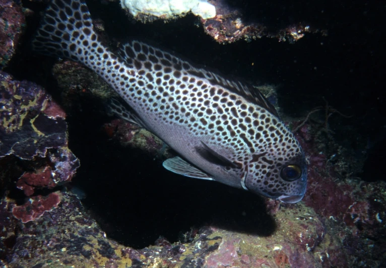 a large fish that is laying down on the ocean