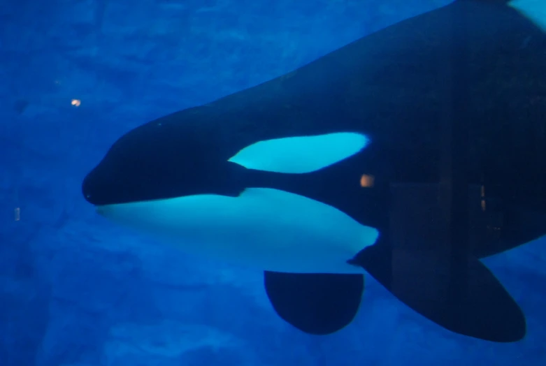 an orca swimming with its head partially submerged