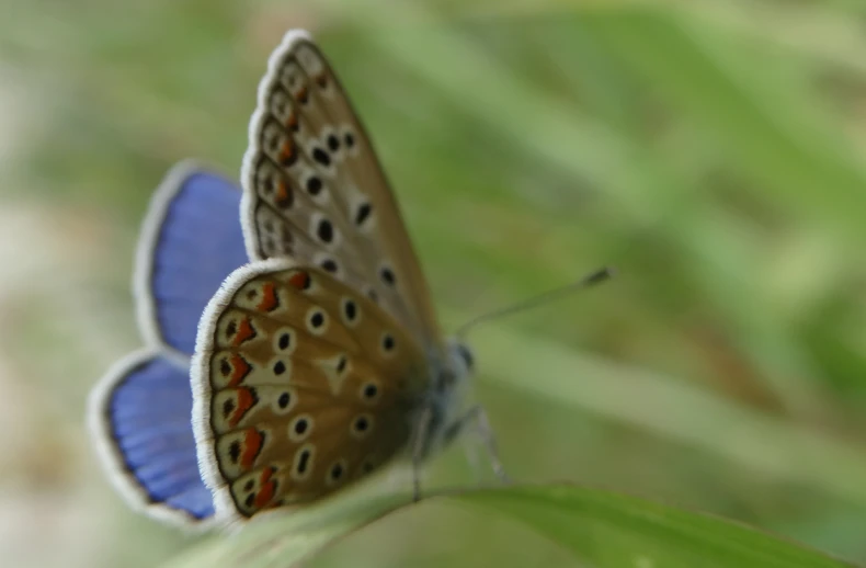 two erflies with brown and blue wings on a leaf